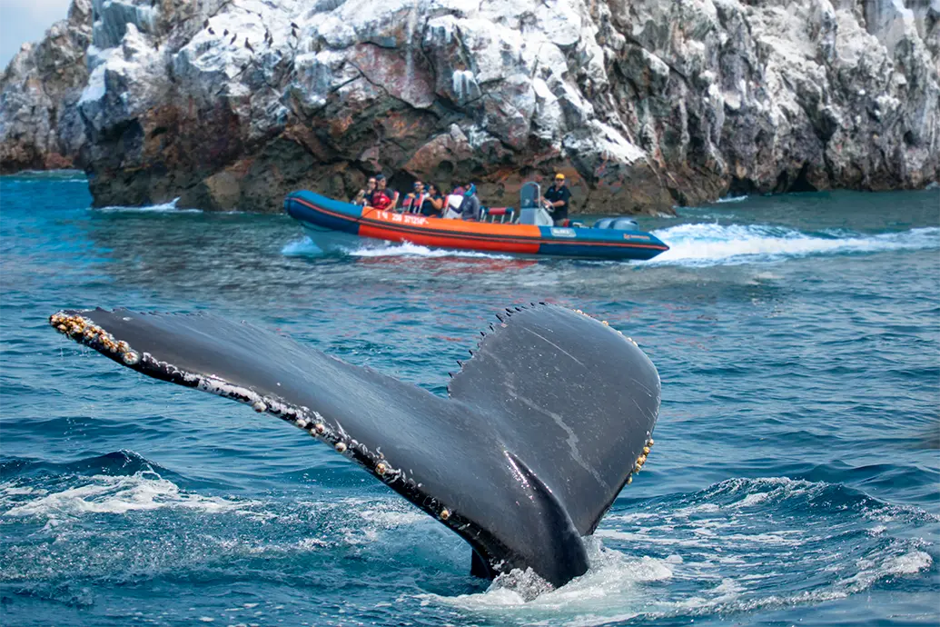 Ballena Avistamiento