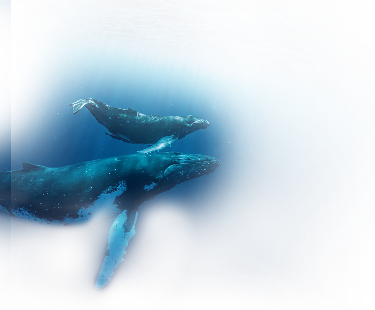 Munba Ballenas Jorobadas